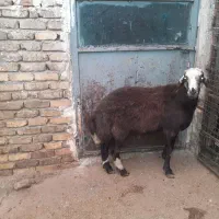 بره قوچ سر سفید