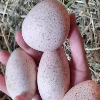 فروش تخم بوقلمون برنزی نطفه دار درشت