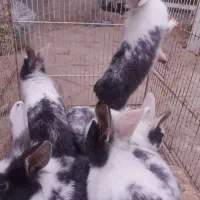 خرگوش ناز وباهوش وسالم|موش و خرگوش|تربت جام, شاد|دیوار