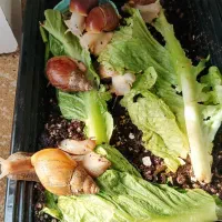 حلزون مولد|خزنده|مشهد, شاهد (شهرک غرب)|دیوار