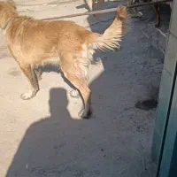 سگ نگهبان|سگ|پردیس, سیاه سنگ|دیوار