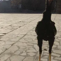 خروس لاری افغان|حیوانات مزرعه|جزنیک, |دیوار