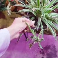 گل و گیاه