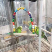 سه عدد مرغ عشق انگلیسی صحیح وسالم