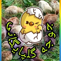 جوجه گلپایگانی ۷روزه موجود است