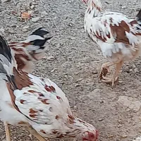 نیمچه خروس گلین|حیوانات مزرعه|پاکدشت, حصار امیر|دیوار