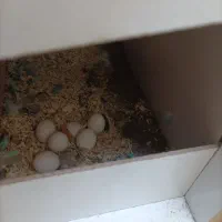 مرغ عشق جفت کاملا سالم|پرنده|قم, شهرک توانیر|دیوار