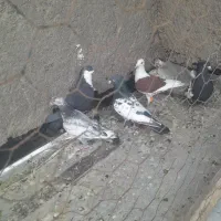 کفتر یا کبوتر|پرنده|تربت‌حیدریه, منظر|دیوار