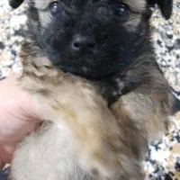 شیتزو اشپیتز سوپرفلت مینی سایز