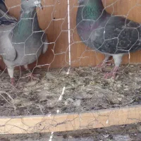 دوتا کفتر خوب پلاکی فروشی|پرنده|نهاوند, |دیوار