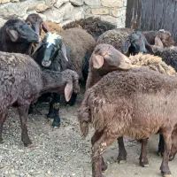 فروش اسب دوسر عرب  کرد مادیون