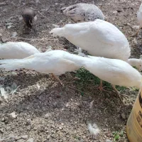 جوجه طاووس هندی وسفید
