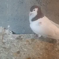 کفتر خال سرخ سبز|پرنده|مشهد, انقلاب|دیوار