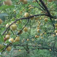 باغ ویلا|فروش خانه و ویلا|رشت, لاکان|دیوار