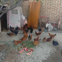 فریح و خروس