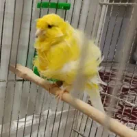 قناری.سره.طوطی.عروس