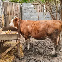گوساله سیمینتال اصل یک ساله ..90تومن
