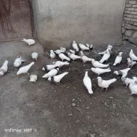 فروش کبوتر طوقی هر رنگی بخواهید دارم