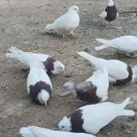 طوقی|پرنده|جغتای, |دیوار