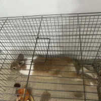 خرگوش ۲.۵ کیلویی کوهستانی