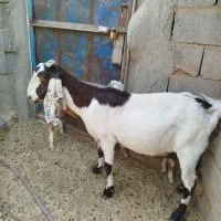 بز دورگ باکره نر|حیوانات مزرعه|مهریز, |دیوار