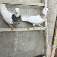 پرنده ساده اصلی کل|پرنده|نیشابور, شهید بهشتی|دیوار