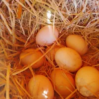 تخم مرغ محلی تازه