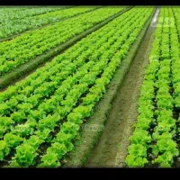 اجاره زمین کشاورزی