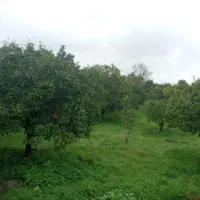 زمین550 متری بلوار توس ، جاده سنتو آب مدار معاوضه