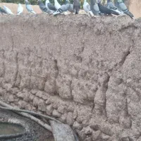 کبوتر افغان