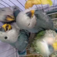 طوطی کوتوله|پرنده|سمنان, |دیوار