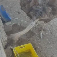 شترمرغ مولد تخم گذار ۴ساله|حیوانات مزرعه|بندرعباس, |دیوار