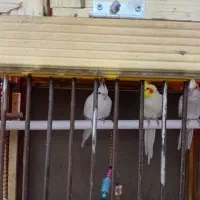 فروش قفس چوبی دستکش ساز شیک با عروس وکوتوله|پرنده|یزد, |دیوار