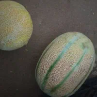 عبدالخان الوان خربزه محلی
