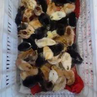 فروش جوجه مرغ یک تا چهارروزه