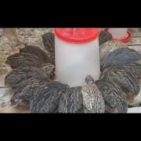 دستگاه جوجه کشی تمام اتوماتیک|لوازم جانبی حیوانات|شیراز, سرو|دیوار