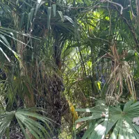 فروش درختان نخل بادبزنی محدوده رضوانشهر|گل و گیاه طبیعی|ضیابر, |دیوار