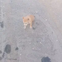 توله سگ پیت بول