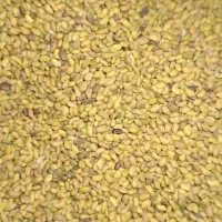بذر یونجه
