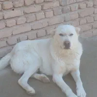 فروشی هست|سگ|فاروج, |دیوار