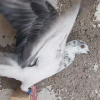 کفتر کبوتر بزک سینه سفید|پرنده|شیراز, دشت چنار|دیوار
