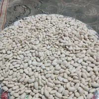 فروش لوبیا|خوردنی و آشامیدنی|خانمیرزا, |دیوار