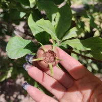 باغچه-ویلای-400متری-جابان-دماوند