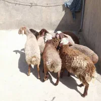 بره نر داشتی