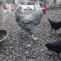 دوعدد خروس نژاد امروک اصل(پیلموت راک)