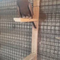 حدود ۱۵ عدد دمسفید