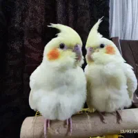 یه جفت لوتینو دستی