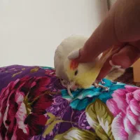 ۳عدد عروس هلندی بالغ ‌‌با سلامتی کامل  ‌