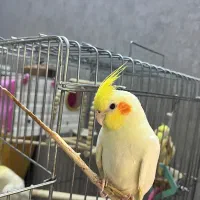 جوجه عروس هلندی نر سه ماهه