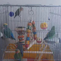 طوطی برزیلی سالم دوتا جفت تخم گذار و۳ جوجه بالغ